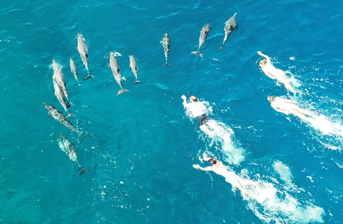 hawaii, spinner dolphins, dolphins, swim with dolphins, marine connection