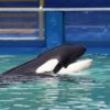 Tokitae, Lolita, Orca, Orca Network, Marine Connection, sanctuary, Miami Seaquarium