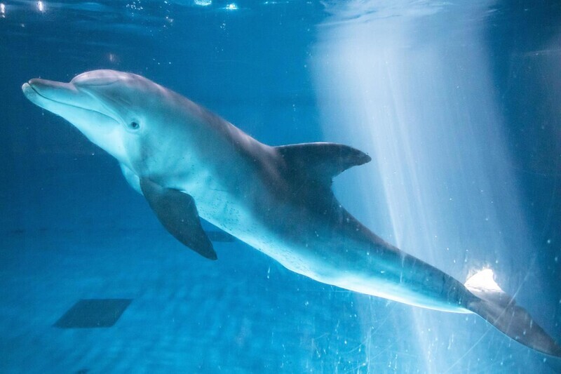 Bibong, South Korea, captivity, dolphin, release