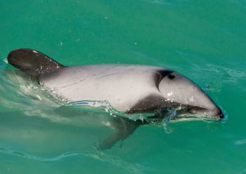 bycatch, fishing gear, Hector's Dolphins, New Zealand, ghost nets, entanglement, Marine Connection charity