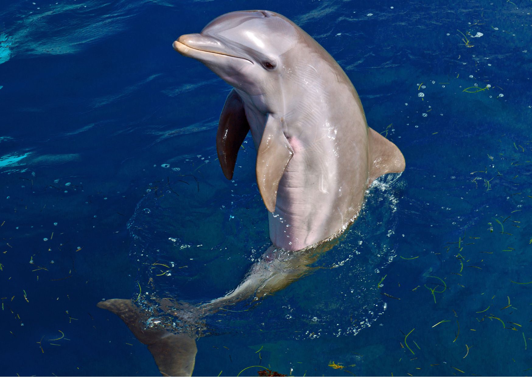 11-year-old dolphin dies at Mirage Las Vegas