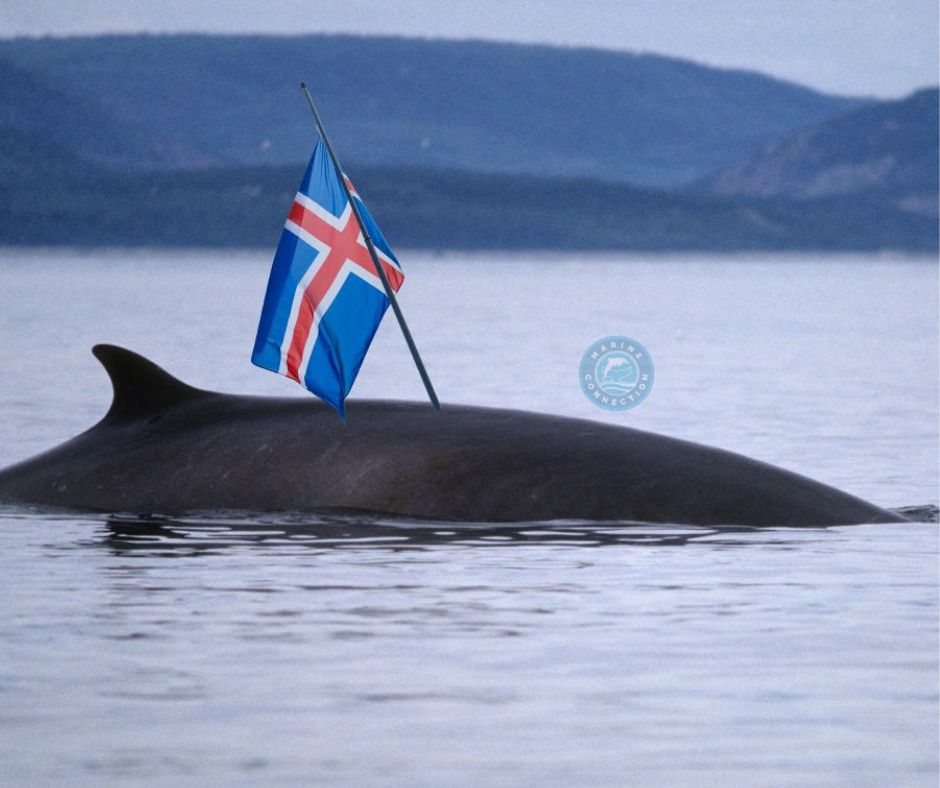 Iceland, whaling, commercial whaling, fin whale, minke whale, Marine Connection, whales