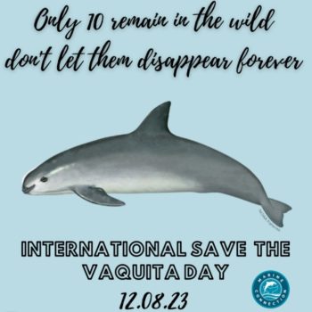 Vaquita porpoise, International Save The Vaquita Day, porpoise, extinction, endangered, marine mammals, ocean, marine connection