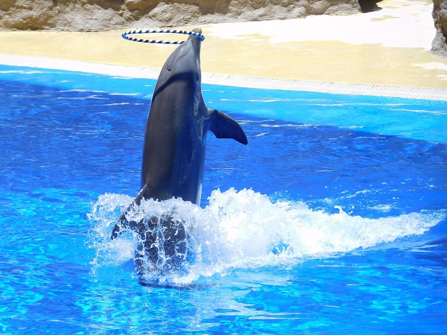 Animals (Low Welfare Activities Abroad) Bill, UK legislation, captivity, dolphins, whales, House of Lords, marine connection, tourism, dolphin swims, swim with dolphins