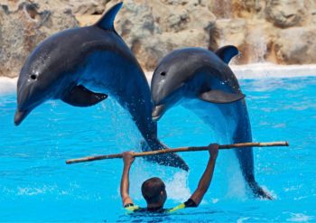 Reiwa, dolphin captures, Jakub Banasiak, marine connection, end captivity, wild dolphin captures, Taiji
