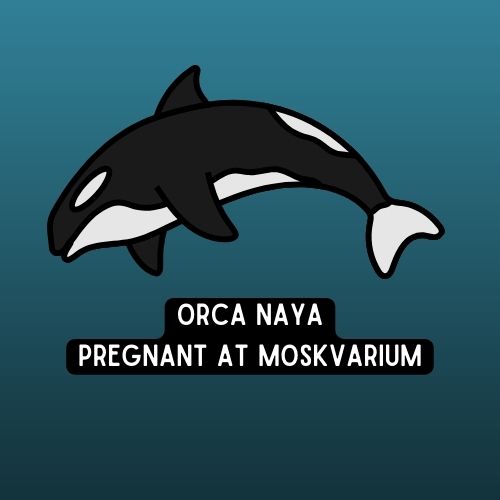 Naya, orca, Moskvarium, captivity, Narnia, Nord