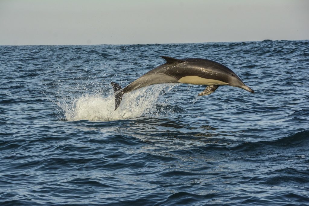 DEFRA, Protecting UK Marine Mammals, dolphins, whales, marine connection