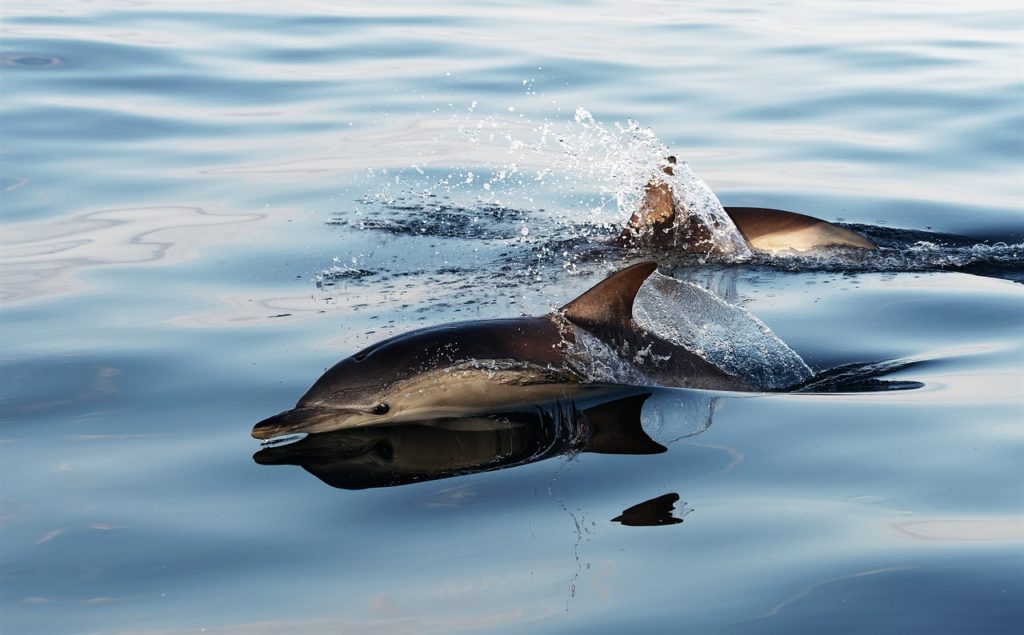 dolphins, bycatch, portugal, European Commission, Marine Connection, oceans, conservation