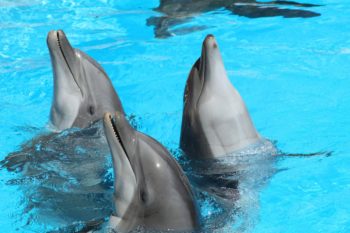 TUI, travel agents, tour operators, dolphinaria, dolphins, captivity, loro parque, marine connection