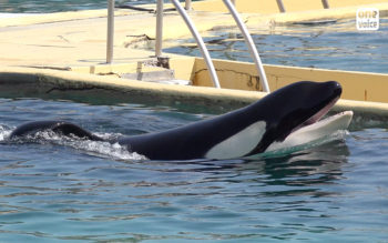Inouk, Marineland Antibes, orcas, transfer to Japan, Marine Connection, Dolphinaria-Free Europe, captivity