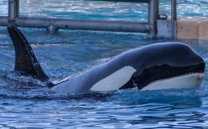Morgan, orca, loro parque, spain, captivity, ban captivity, end captivity, marine connection, free morgan foundation