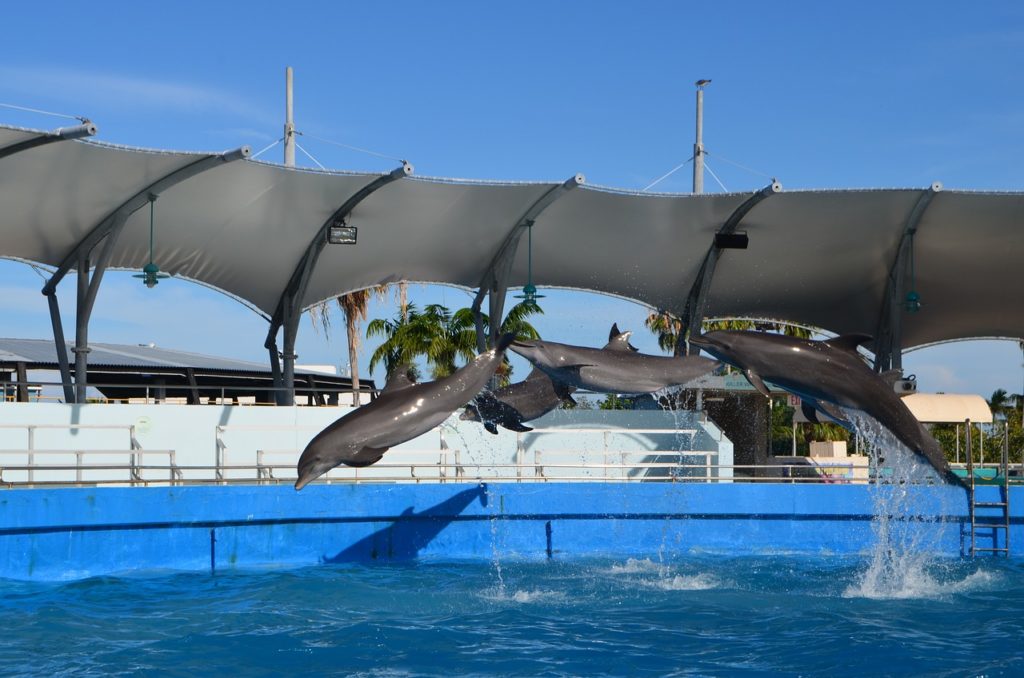 Miami Seaquarium, Lolita, Tokitae, Sundance, dolphin, orca, captivity, dolphin show