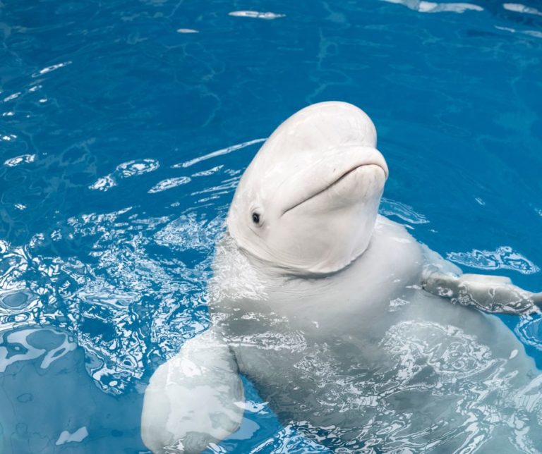 Beluga whale returned to Aquarium Marine Connection
