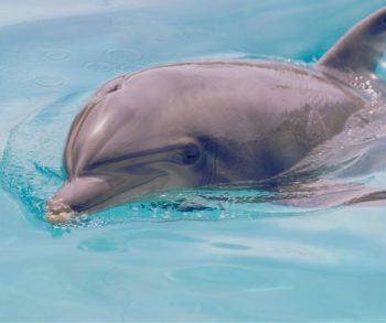 Dolfinarium Harderwijk, dolphins, captivity, china, marine connection, swim with dolphins, Hainan Ocean Paradise