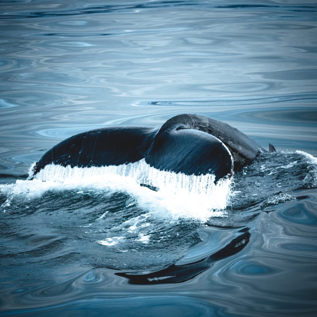 CMS COP14, whales, migratory species, report, decline, marinelife, Marine Connection, mammals
