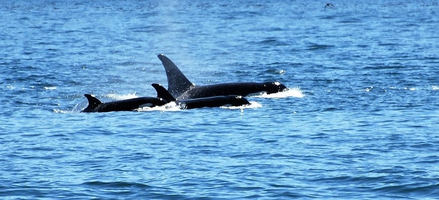 Orcas, southern resident killer whales, chinook salmon, resident orcas, pacific north west