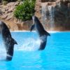 TUI, tour operators, captivity, dolphins, whales, dolphin shows, Marine Connection, PETA, WDC, RSPCA, World Cetacean Alliance, World Animal Protection, Born Free Foundation, Humane Society International