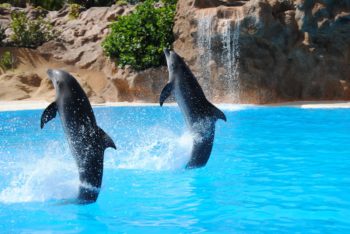 TUI, tour operators, captivity, dolphins, whales, dolphin shows, Marine Connection, PETA, WDC, RSPCA, World Cetacean Alliance, World Animal Protection, Born Free Foundation, Humane Society International