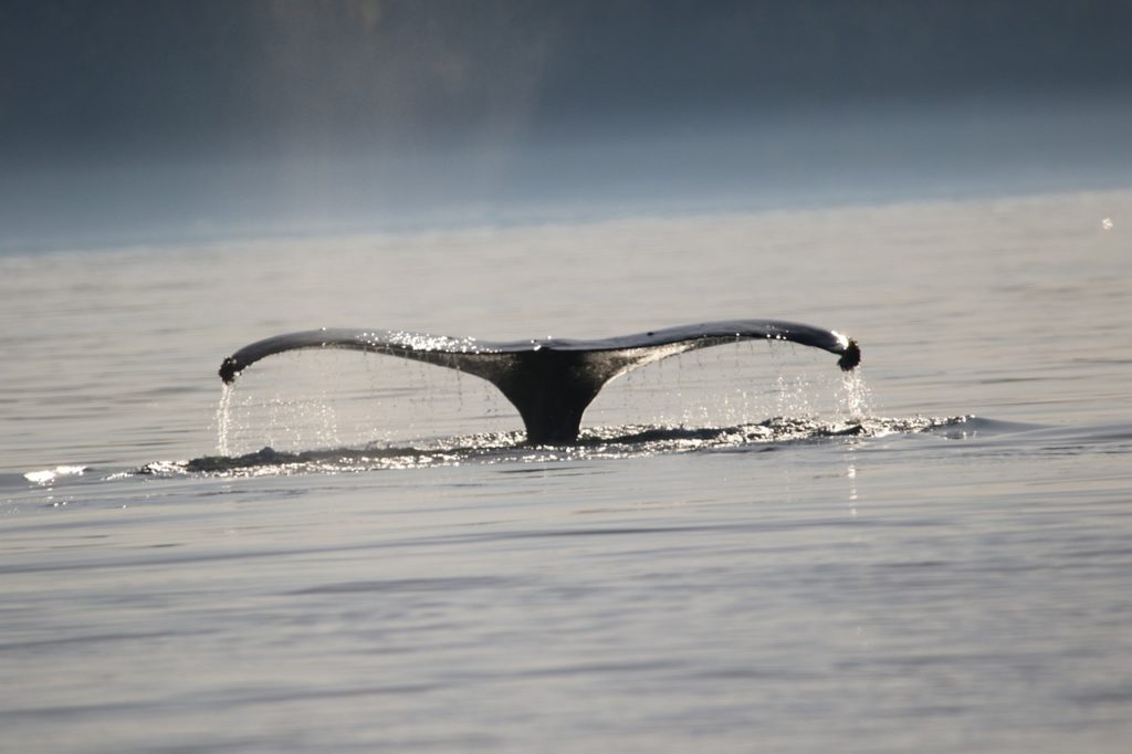 fishing gear entanglement, west coast usa, whales, marineconnection