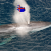 Whaling, Iceland, minke whales, Bjarkey Olsen Gunnarsdóttir, Marine Connection