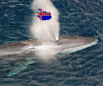 Whaling, Iceland, minke whales, Bjarkey Olsen Gunnarsdóttir, Marine Connection