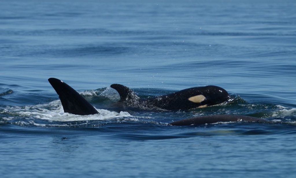 Southern Resident Orcas, orcas, center for whale research, marine connection, protection, canada