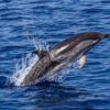 New Zealand, dolphins, bycatch, fishing gear, fisheries, dolphin deaths, marine connection