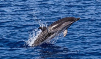 New Zealand, dolphins, bycatch, fishing gear, fisheries, dolphin deaths, marine connection