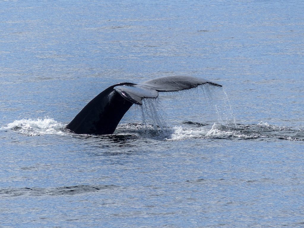 whales, humpback, fin, blue, krill, fishing, Antarctica, marine connection