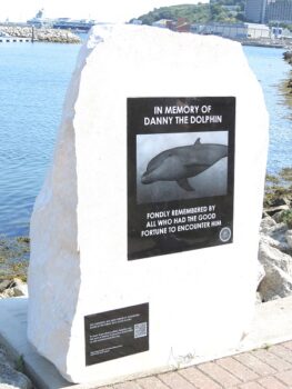Danny the dolphin, dolphin memorial, portland marina, marine connection, solitary dolphin