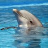 Gulf World, The Dolphin Company, Zoomarine, Italy, Mexico, captivity, dolphin captivity, dolphin deaths, Marine Connection