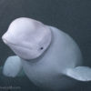 Hvaldimir, beluga whale, Norwegian, Norway, Russian, military, marine connection, judith scott