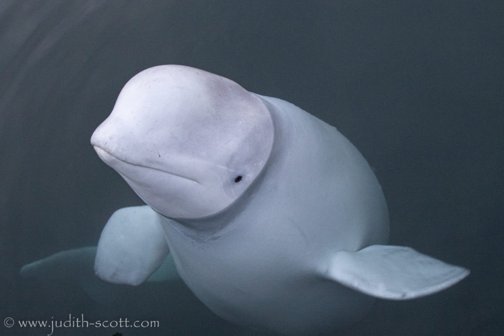 Hvaldimir, beluga whale, Norwegian, Norway, Russian, military, marine connection, judith scott