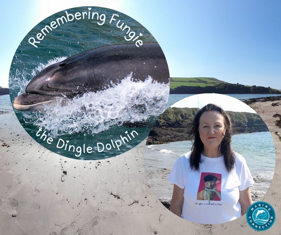 fungie, dolphin, dingle, ireland, marine connection, lone rangers, solitary, sociable, cetaceans