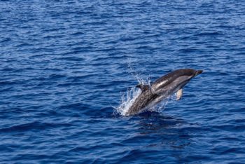 Fishing Gear Entanglement, Bycatch, dolphins, whales, Bay of Biscay, marine connection