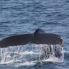 ship collisions, ship strikes, whales, dolphins, marinelife