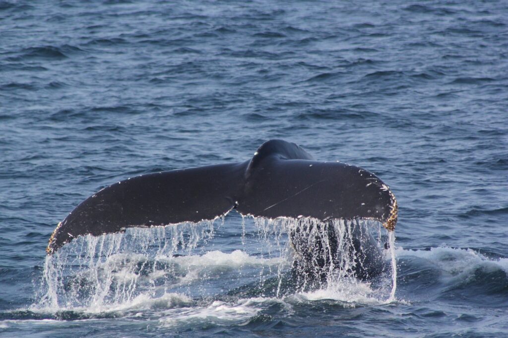 ship collisions, ship strikes, whales, dolphins, marinelife