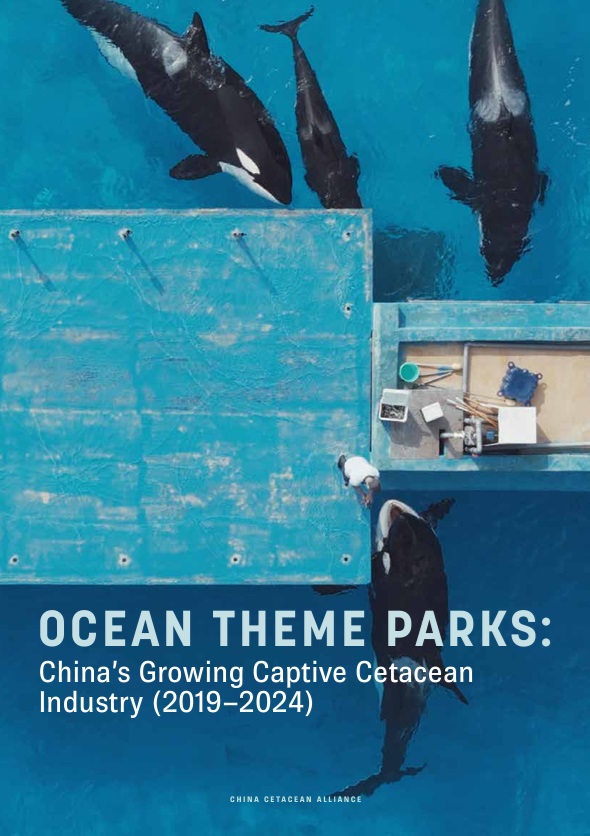 China Cetacean Alliance, captive dolphins, captive orcas, China, marine parks, marine connection, report