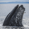 humpback whale, epic migration, whale migration, South America, Africa, marine connection