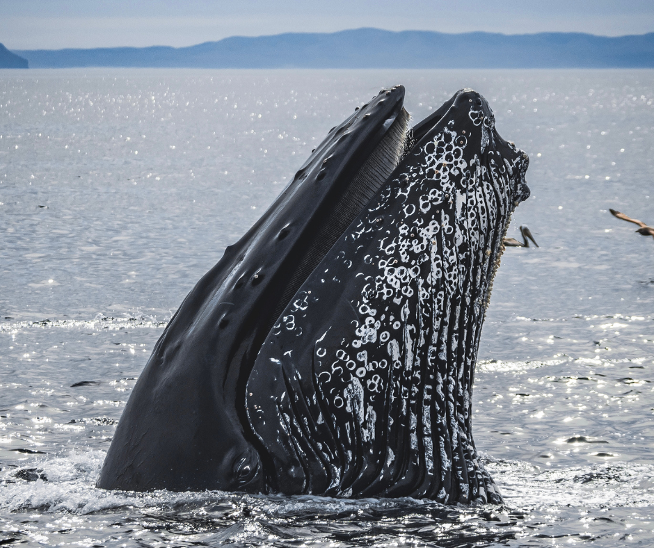 humpback whale, epic migration, whale migration, South America, Africa, marine connection