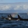 Southern resident killer whales, orcas, endangered whales, pacific north west, boat disturbance, cetaceans, new law to protect orcas, marine connection