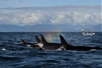 Southern resident killer whales, orcas, endangered whales, pacific north west, boat disturbance, cetaceans, new law to protect orcas, marine connection