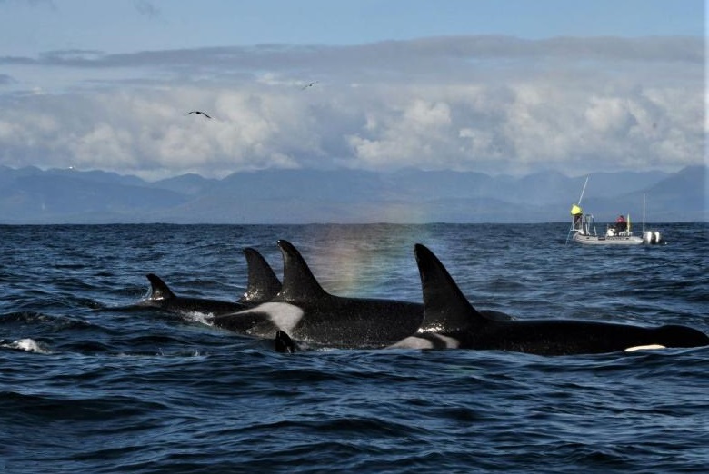 Southern resident killer whales, orcas, endangered whales, pacific north west, boat disturbance, cetaceans, new law to protect orcas, marine connection