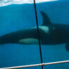 Wikie, orca, Marineland, Antibes, France, Loro Parque, captivity, end captivity, Marine Connection, One Voice