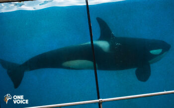 Wikie, orca, Marineland, Antibes, France, Loro Parque, captivity, end captivity, Marine Connection, One Voice