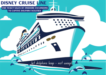 Disney Cruise Line, Walt Disney, Caribbean, Mexico, dolphin, swim with dolphins, cruise companies, holiday, marine connection, end captivity