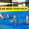 Attica Park Zoo, dolphins, Clearwater Marine Aquarium, dolphin transfer, captivity, marine connection, greece, usa