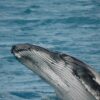 whales, ocean health, humpback, nature communications, marine connection, ocean nutrients