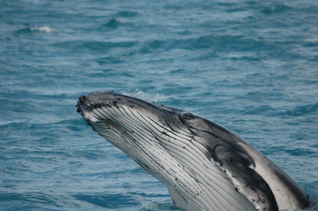 whales, ocean health, humpback, nature communications, marine connection, ocean nutrients