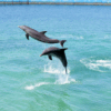 Cuba, dolphins, Starfish Cayo Guillermo hotel resort, dolphin therapy, marine connection